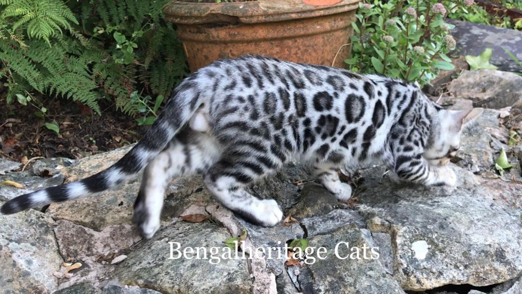 Silver bengal hot sale cat kitten